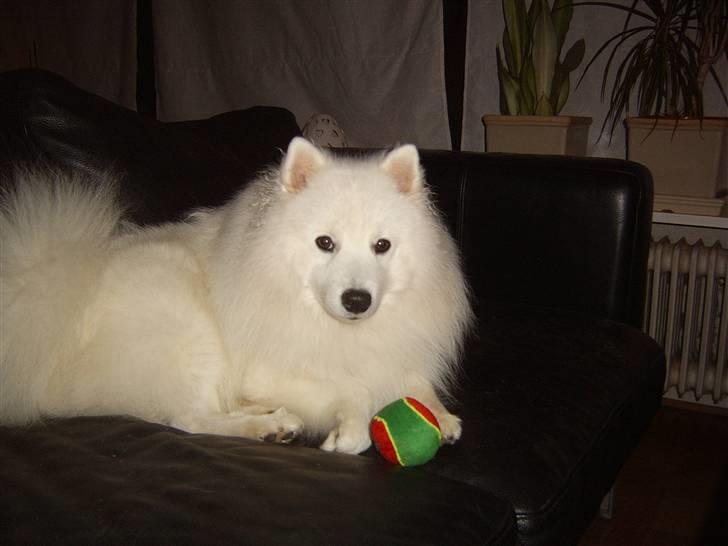 Japansk spids Sami *Tamilan Voodoo Man - Sami på sin 1 års fødselsdag : ) billede 2