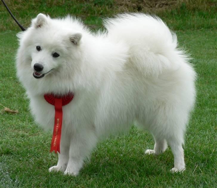 Japansk spids Sami *Tamilan Voodoo Man - Sami BIR PUPPY Brøndby 2008 billede 3