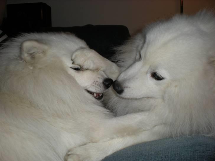 Japansk spids Sami *Tamilan Voodoo Man - Ninki og Sami leger billede 4