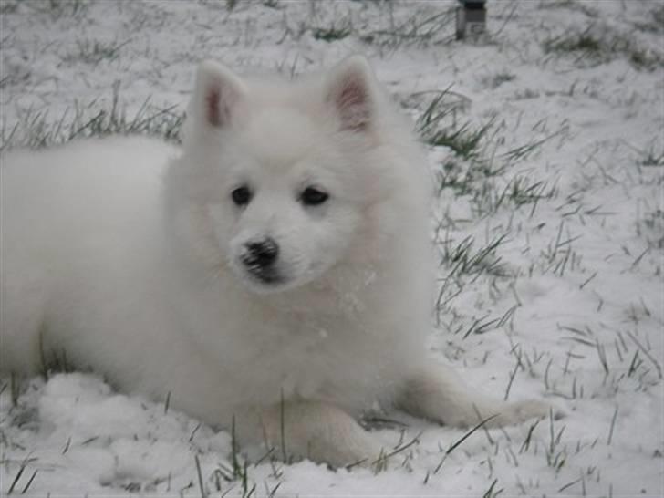 Japansk spids Sami *Tamilan Voodoo Man - Sami i sneen : ) billede 5