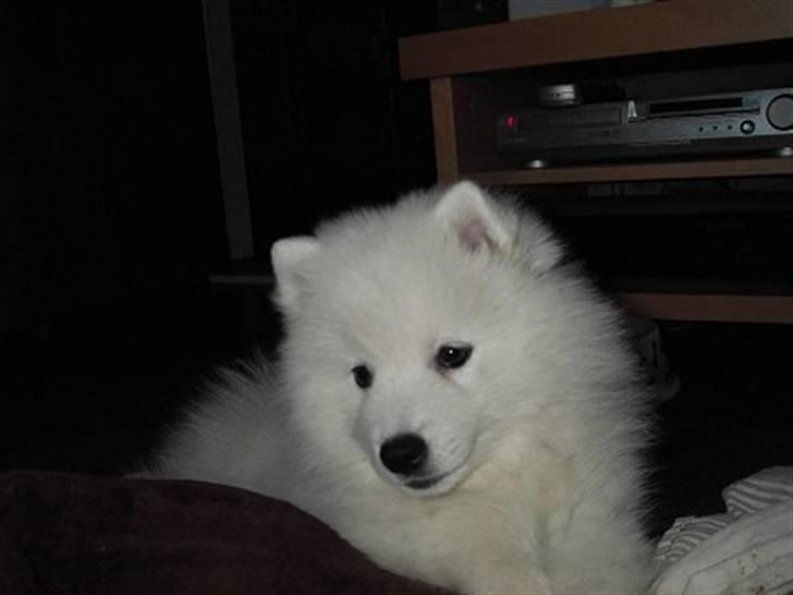 Japansk spids Sami *Tamilan Voodoo Man - Sami Baby billede 6