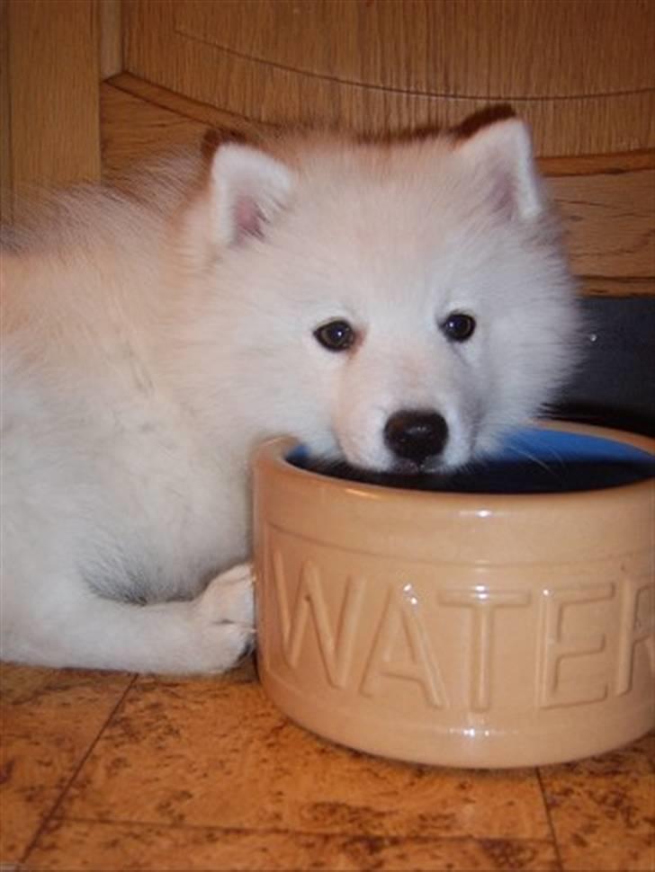 Japansk spids Sami *Tamilan Voodoo Man - Sami Baby billede 7