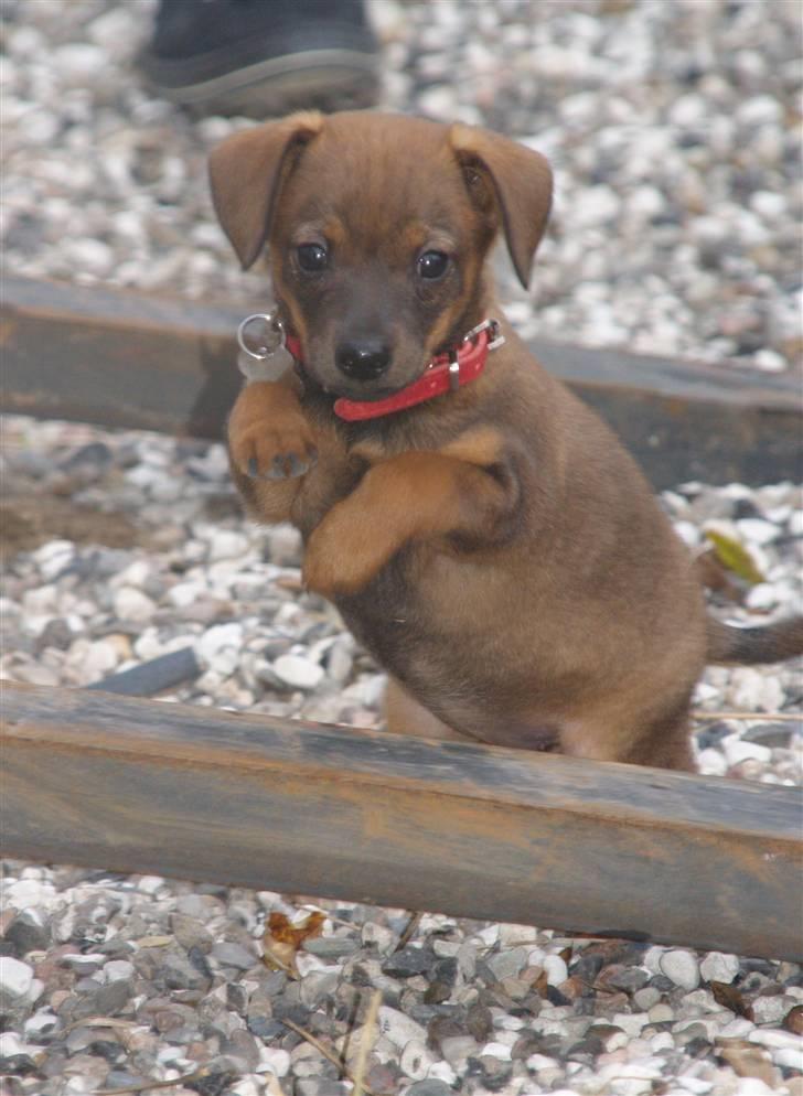 Blanding af racer Freyja - Hvem siger en lille hund ikke kan springe? (; billede 5