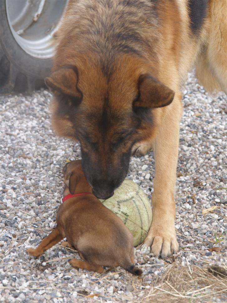 Blanding af racer Freyja - Ja, Luffe er lidt stor ved siden af Freyja. billede 6