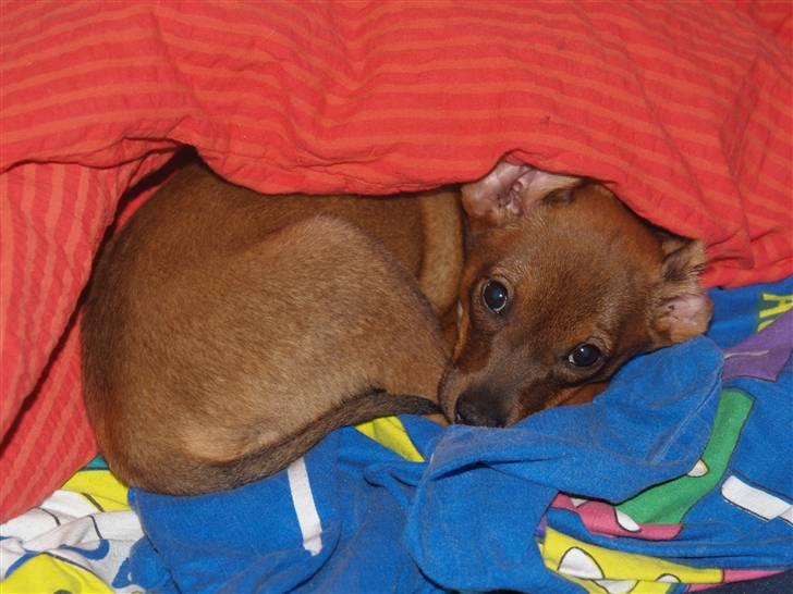 Blanding af racer Freyja - "Lad mig nu sooooove!" billede 7