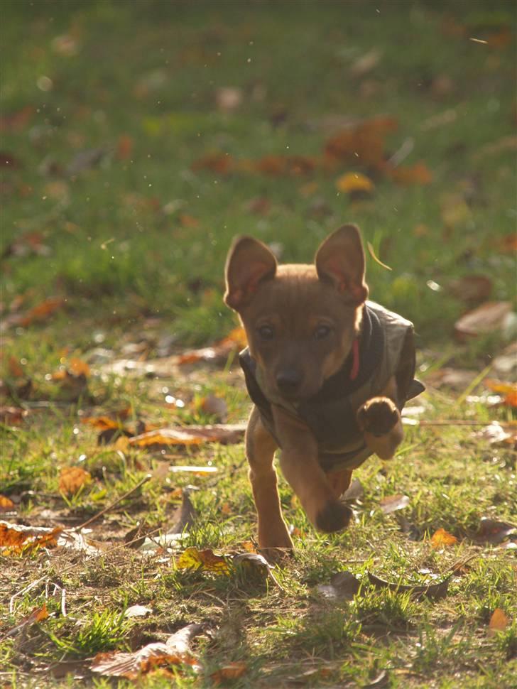 Blanding af racer Freyja - YIIIIHHAAAAA! :D billede 8