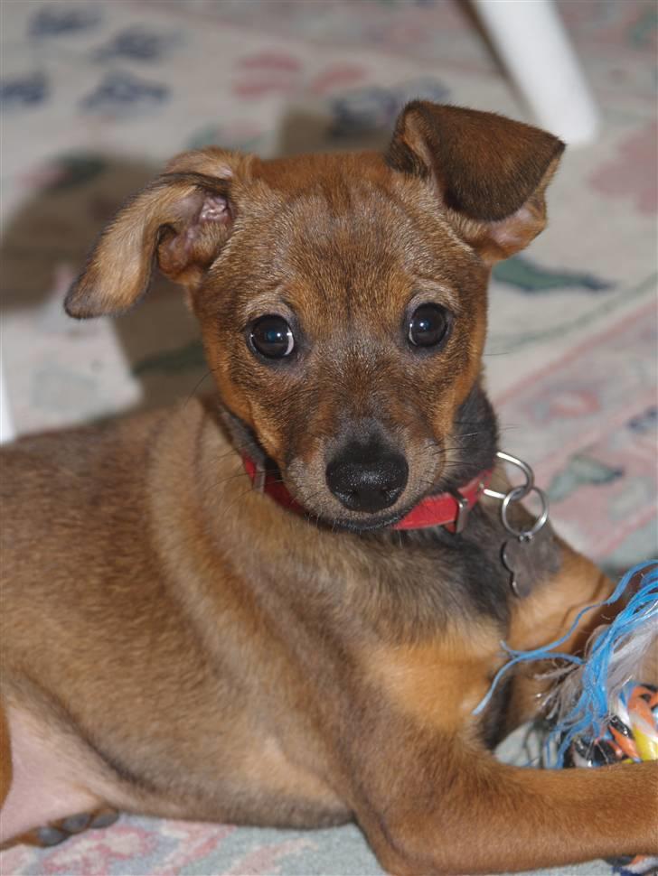 Blanding af racer Freyja - Smukke Freyja. billede 9