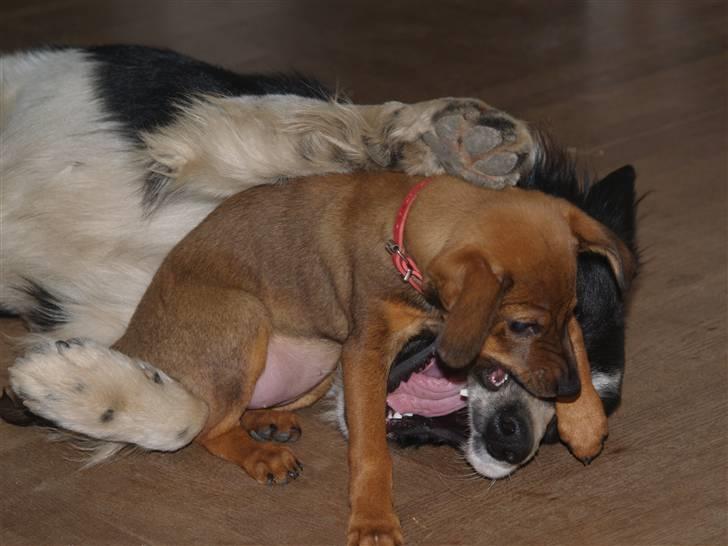 Blanding af racer Freyja - Freyja overmander vores border collie Simba. billede 10