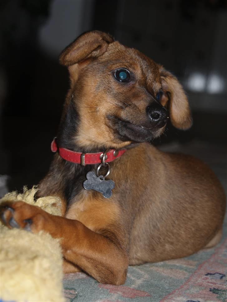 Blanding af racer Freyja - (: billede 11