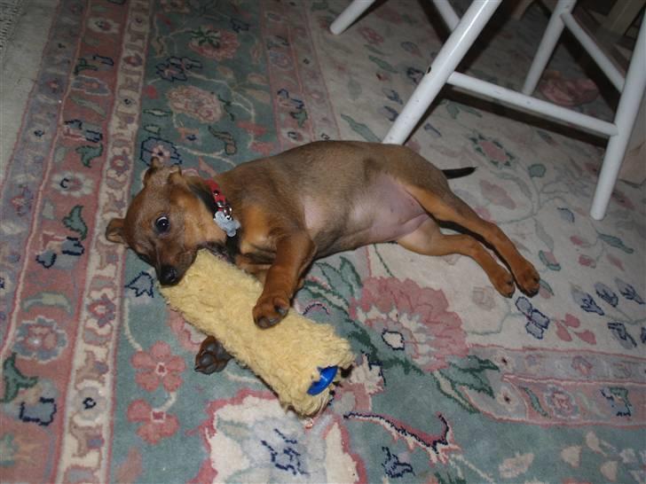 Blanding af racer Freyja - "Dø malerrulle, DØØØØ!" :b billede 12