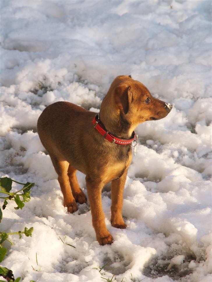 Blanding af racer Freyja - Hendes første møde med sneen.  billede 13