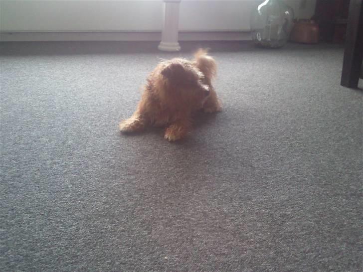 Blanding af racer Salli billede 3