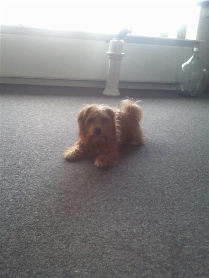 Blanding af racer Salli billede 4