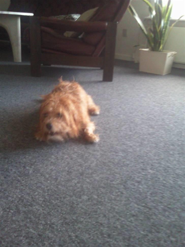 Blanding af racer Salli billede 5