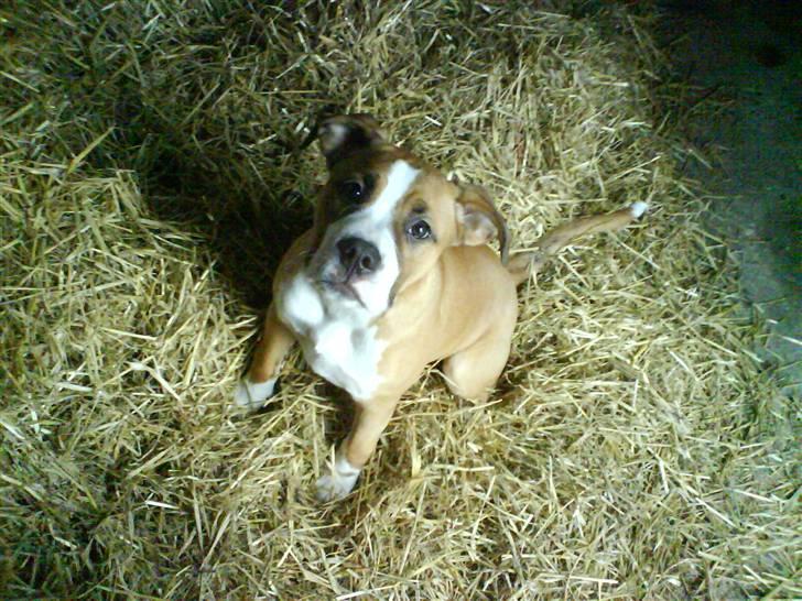 Blanding af racer Nemo billede 1