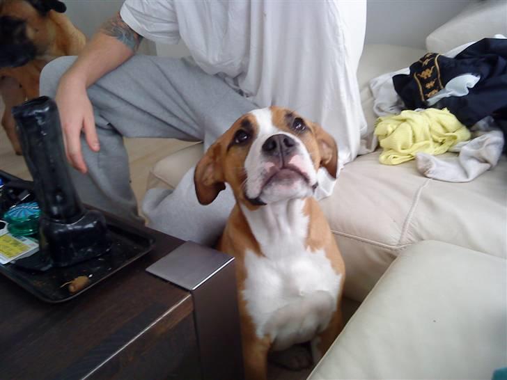 Blanding af racer Nemo billede 2