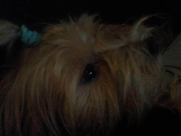 Blanding af racer Salli billede 6