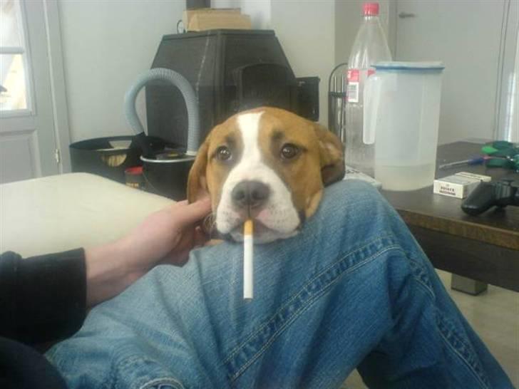 Blanding af racer Nemo billede 3