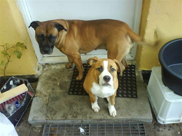 Blanding af racer Nemo billede 4