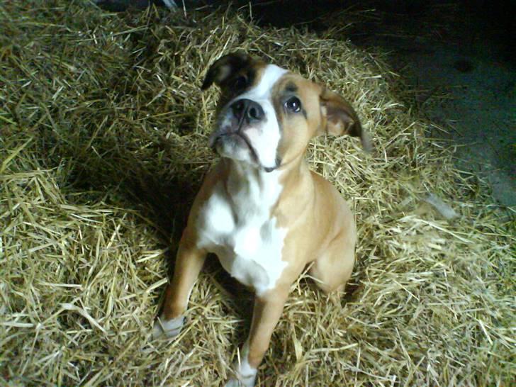 Blanding af racer Nemo billede 5