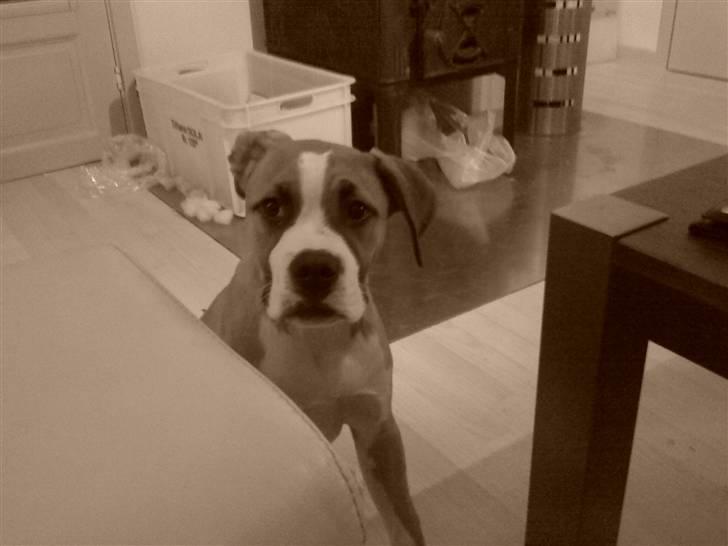 Blanding af racer Nemo billede 6