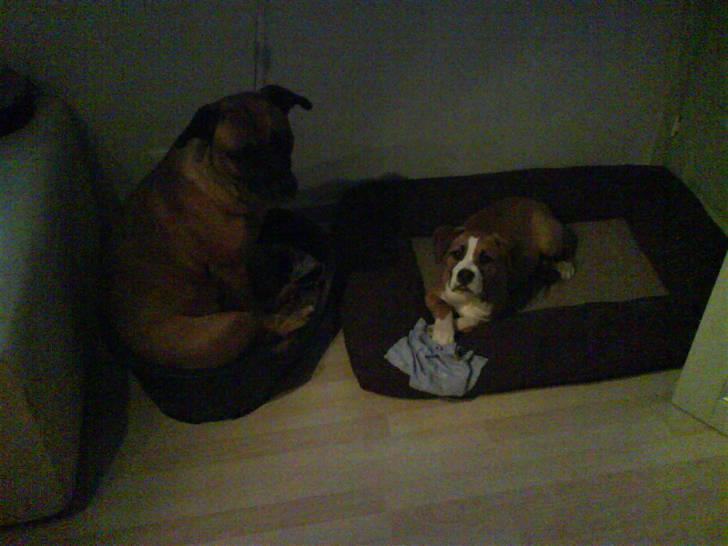 Blanding af racer Nemo billede 7