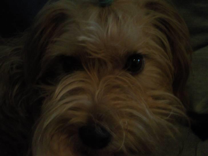 Blanding af racer Salli billede 7