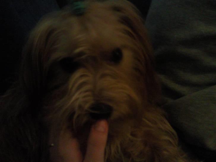 Blanding af racer Salli billede 8