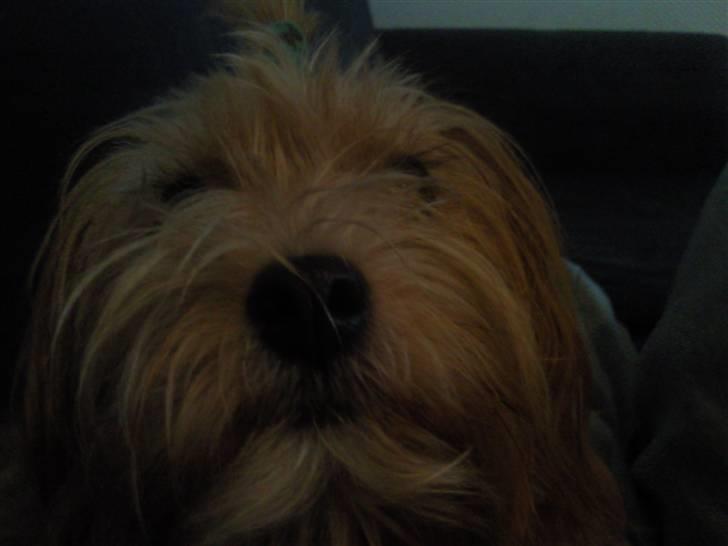 Blanding af racer Salli billede 9