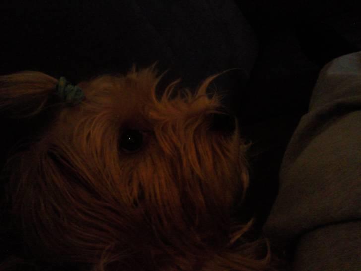 Blanding af racer Salli billede 10