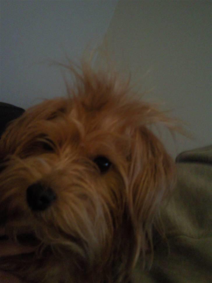 Blanding af racer Salli billede 11