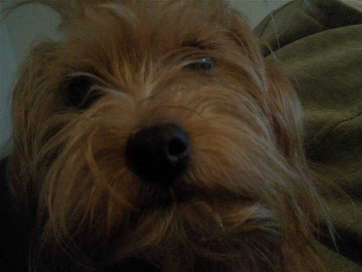 Blanding af racer Salli billede 12