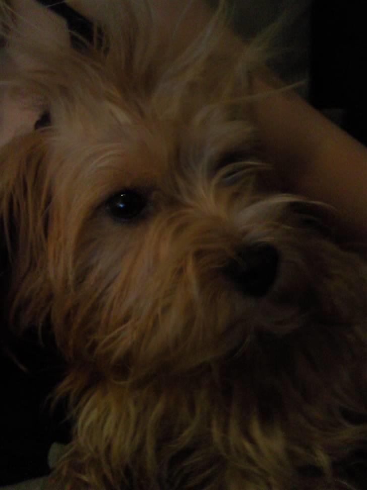 Blanding af racer Salli billede 13