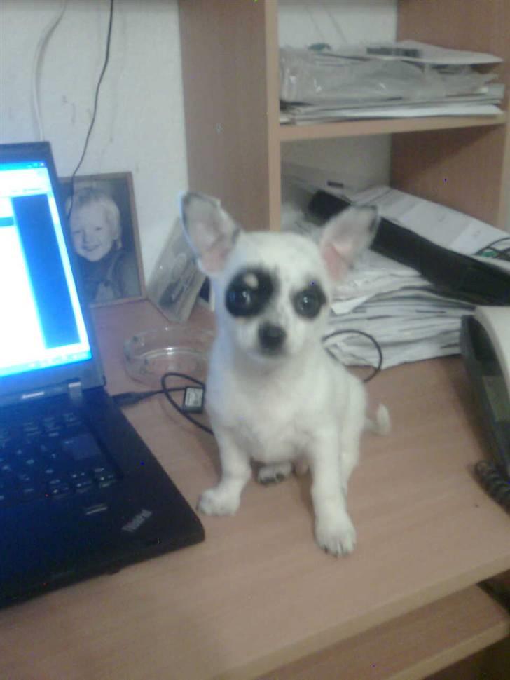 Chihuahua Bobo - Lege fået ham hjem 8 uger gammel... så lille bitte han er billede 1