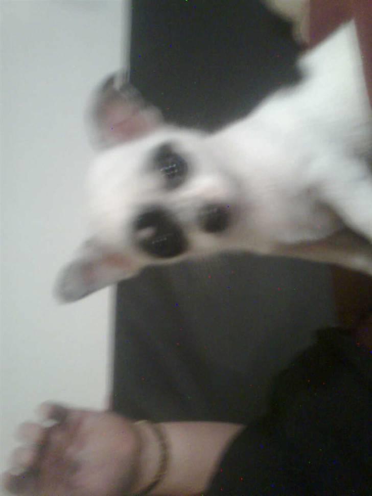 Chihuahua Bobo - mors skulder er det bedste i denne store verden billede 2