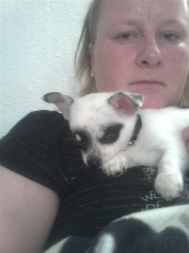 Chihuahua Bobo - en middags lur... mget træt som lille billede 3