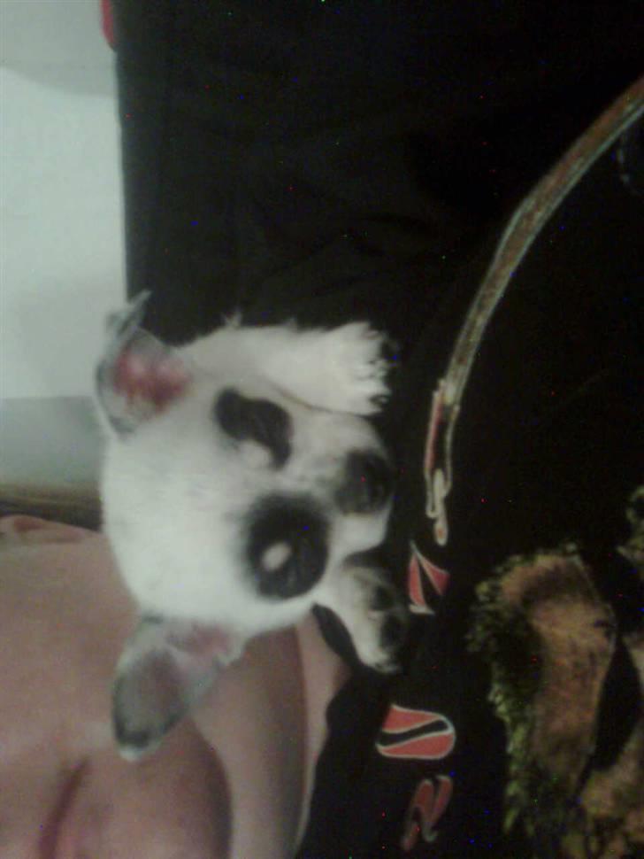 Chihuahua Bobo billede 4