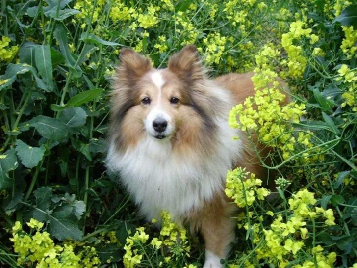 Collie langhåret Bella *AFLIVET* - Velkommen til Bellas profil. billede 1