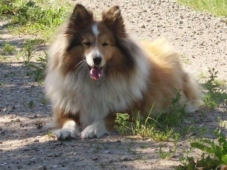 Collie langhåret Bella *AFLIVET* - Bella på gåtur. :D billede 2