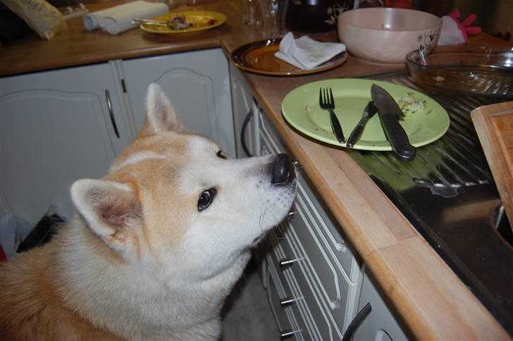 Akita inu Silver - "Åh nej... Taget på færdsgerning!" billede 9