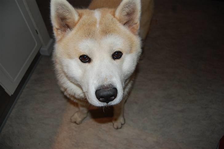 Akita inu Silver - "Giv mig maaaad..." billede 10