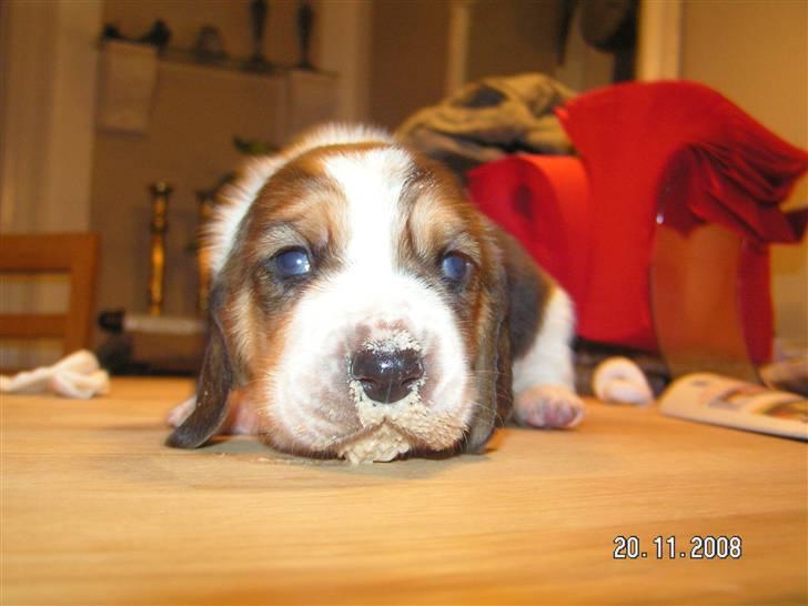 Basset hound columbus - du kan se os på de10.miken.dk billede 19