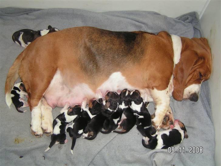 Basset hound columbus - ja jeg bliver lige mor til 11 små  billede 20