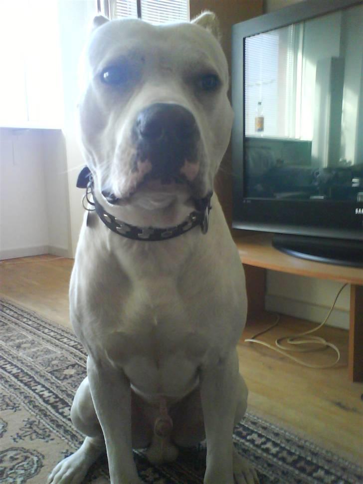 Amerikansk staffordshire terrier Pako (lille skind) - Pako nu 13 måneder gammel. Vejer lige knap 39 kg. billede 15