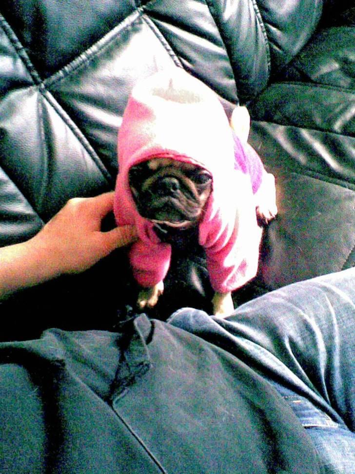 Mops Lola - Nårh lille Lola som Hvalp med hættetrøje på :P billede 15