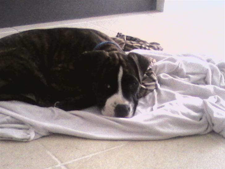 Amerikansk staffordshire terrier Tiger - Tiger som lille :) billede 1