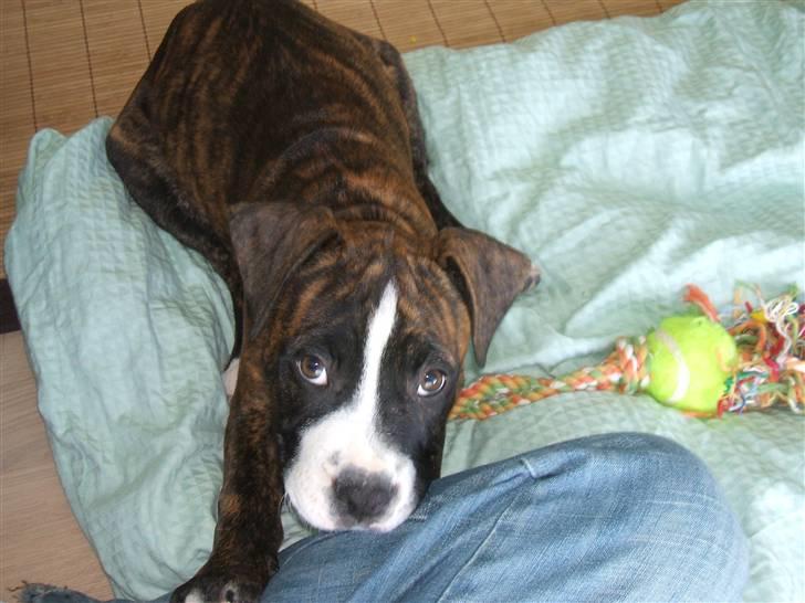 Amerikansk staffordshire terrier Tiger - Endnu et hvor han er lille :) billede 2