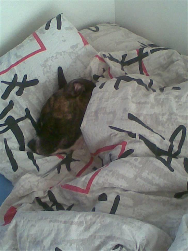 Amerikansk staffordshire terrier Tiger - Så putter vi lige :) billede 3