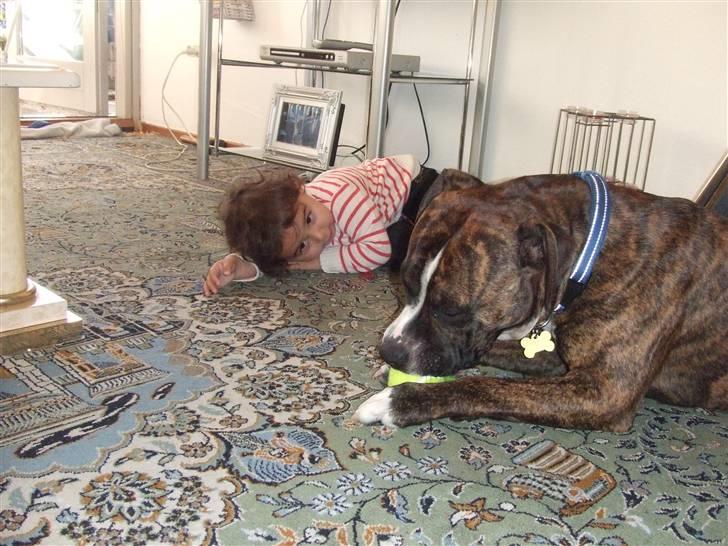 Amerikansk staffordshire terrier Tiger - Hannah som kigger på Tiger mens han leger med en tennisbold :D billede 4