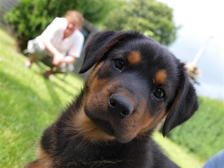 Blanding af racer Luna - En lidt beskidt Luna, der syntes et kamera er noget underligt noget xD (10 juni 08, Nygaard-Foto prøve) billede 11